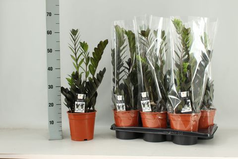 Zamioculcas zamiifolia RAVEN