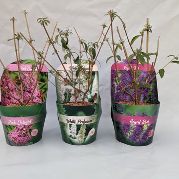 Buddleja davidii MIX