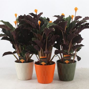 Calathea crocata TASSMINIA