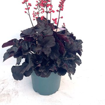 Heuchera INDIAN SUMMER BLOOMING BLACK