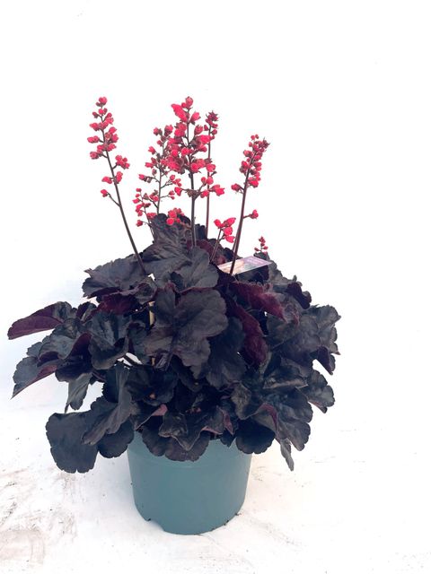 Heuchera INDIAN SUMMER BLOOMING BLACK