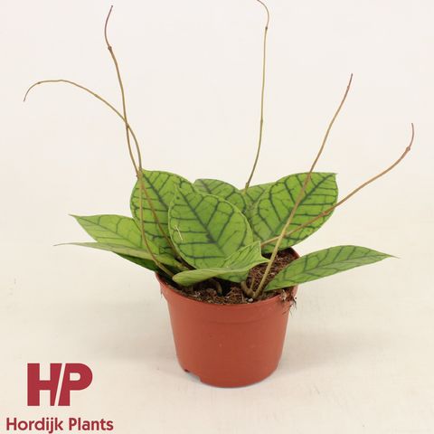 Hoya callistophylla 'KAL 16'