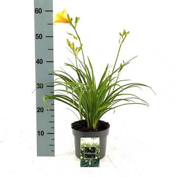 Hemerocallis 'Stella de Oro'