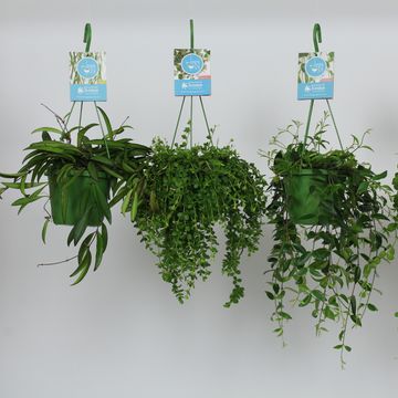 Plantas penduradas MIX