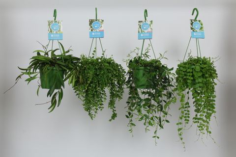 Plantes suspendues MIX