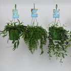 Plantes suspendues MIX