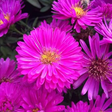 Aster 'Jenny'