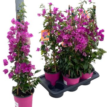 Bougainvillea glabra 'Sanderiana'