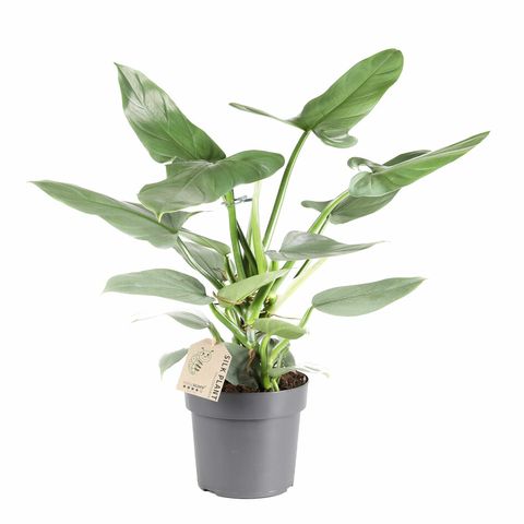 Philodendron hastatum 'Silver Sword'