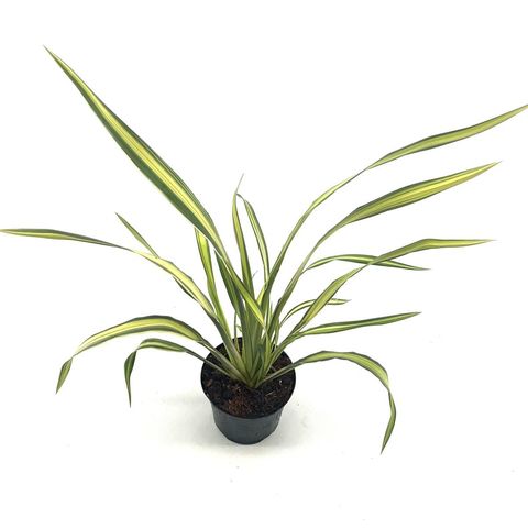 Phormium 'Yellow Wave'