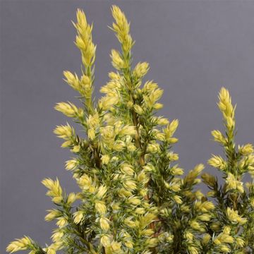 Juniperus pingii 'Hulsdonk Yellow'