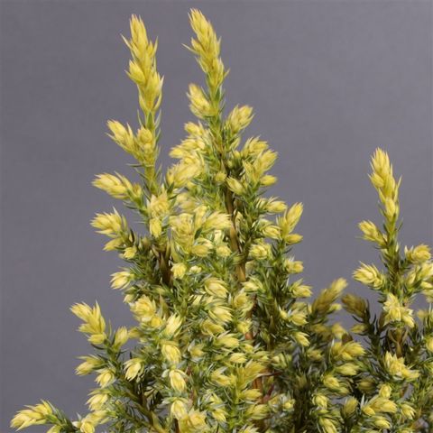 Juniperus Pingii 'hulsdonk Yellow' — Plant Wholesale Floraccess