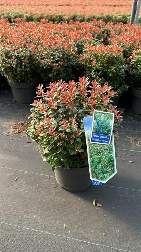 Pieris japonica 'Little Heath Green'