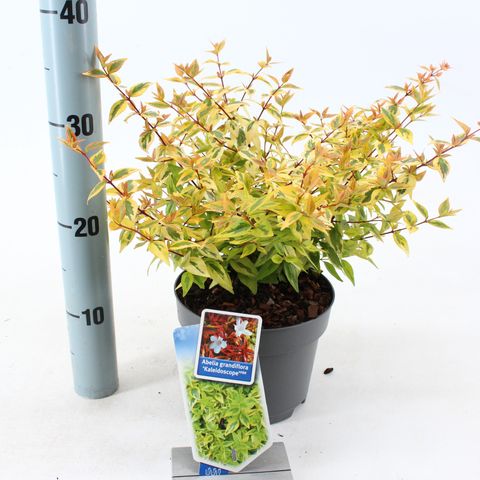 Abelia x grandiflora 'Калейдоскоп'