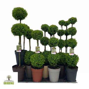 Buxus sempervirens TOPIARY MIX