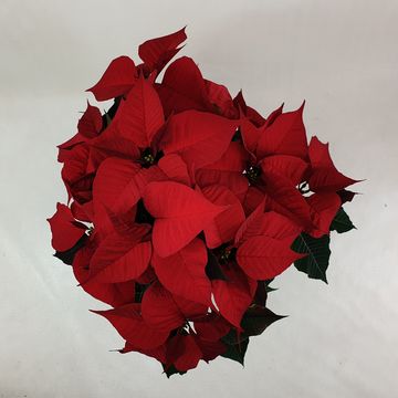 Euphorbia pulcherrima CHRISTMAS FEELINGS