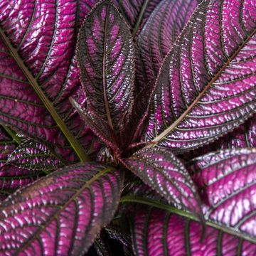Strobilanthes dyeriana 'Metallica'