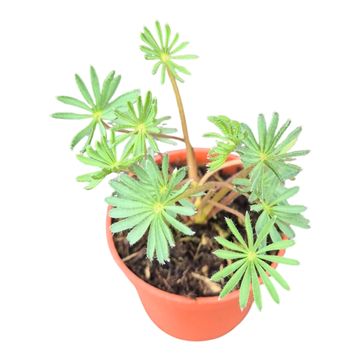 Oxalis palmifrons