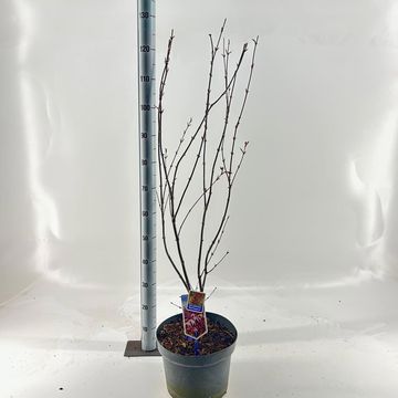 Acer palmatum 'Red Emperor'