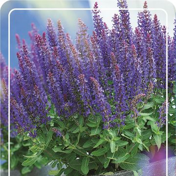 Salvia nemorosa SENSATION DEEP BLUE