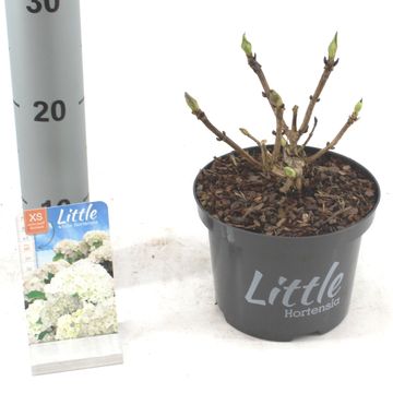 Hydrangea macrophylla 'Little White'
