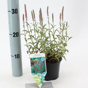 Veronica spicata 'Heidekind' (About Plants Zundert BV)