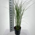Miscanthus sinensis 'Gracillimus'