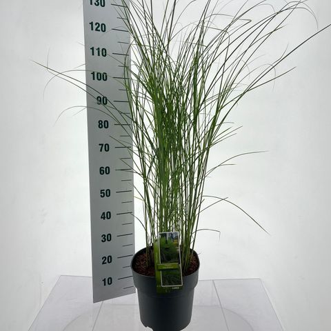 Miscanthus sinensis 'Грациллимус'