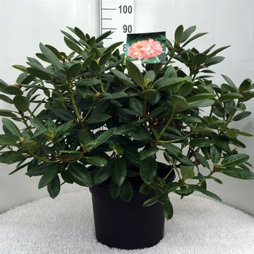 Rhododendron 'Виргиниа Ричардс'