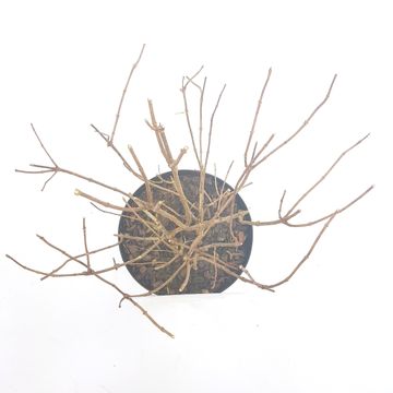 Hydrangea paniculata LITTLE LIME