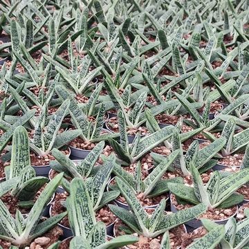 Gasteria 'Little Warty'