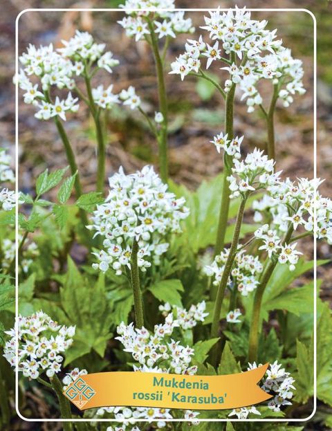 Mukdenia rossii 'Karasuba'