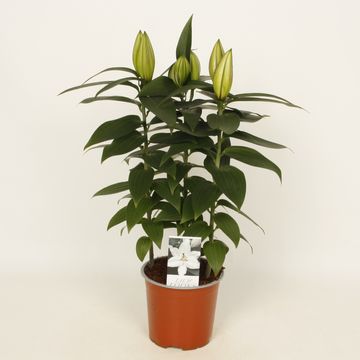 Lilium 'Sunny Azores'