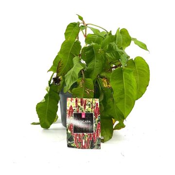 Persicaria amplexicaulis 'Dark Red'