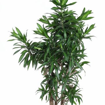 Dracaena reflexa 'Song of Jamaica'