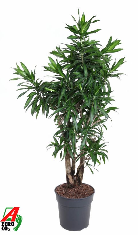 Dracaena reflexa 'Song of Jamaica'