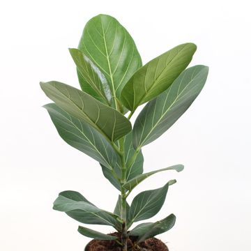 Ficus benghalensis 'Audrey'