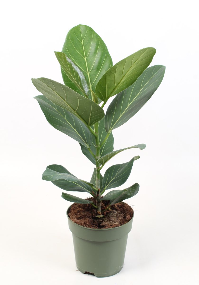 Ficus benghalensis 'Audrey' — Plant Wholesale FlorAccess