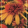 Echinacea purpurea 'Irresistible'