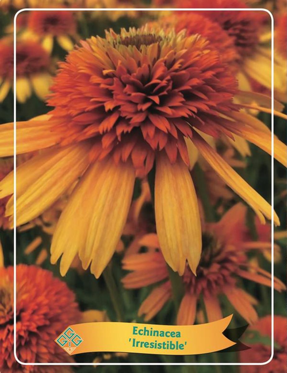 Echinacea purpurea 'Irresistible' — Plant Wholesale FlorAccess