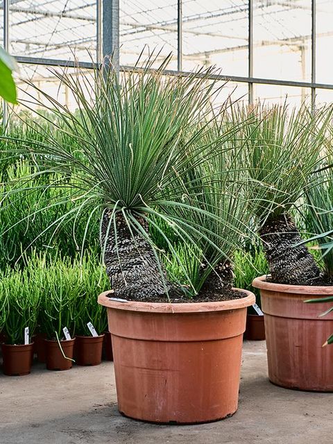 Dasylirion serratifolium