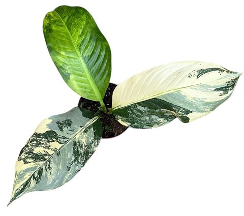 Dieffenbachia 'Big Ben'