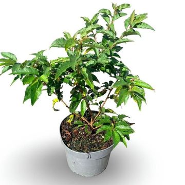 Prunus nipponica 'Brillant'