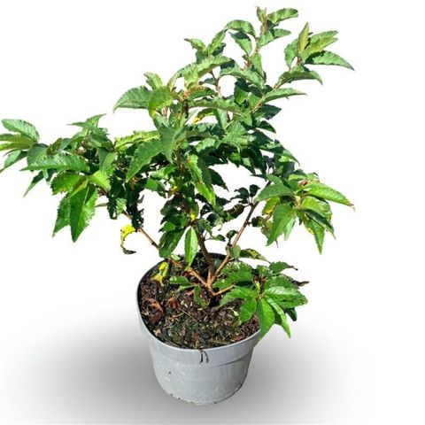 Prunus nipponica 'Brillant'