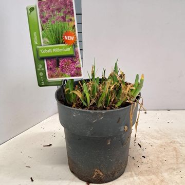 Allium 'Cobalt Millenium'