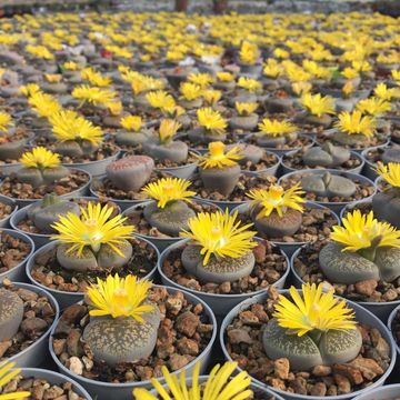 Lithops karasmontana