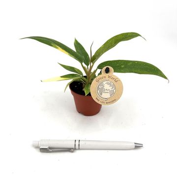 Philodendron 'Ring of Fire'