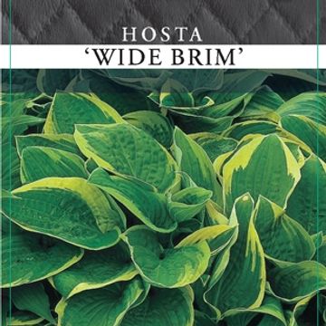 Hosta 'Wide Brim'