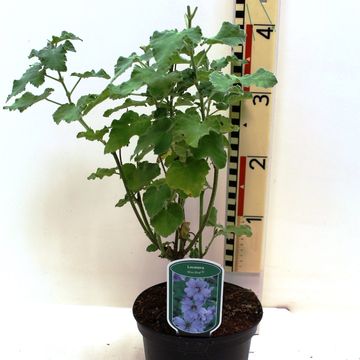 Lavatera BLUE BIRD