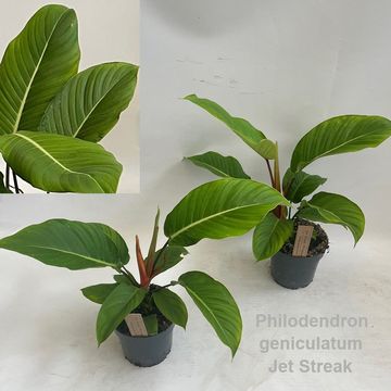 Philodendron geniculatum 'Jet Streak'